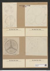 Actinoptychus undulatus (Bail.?) Ralfs. (de-Toni-Nr.: Genus 227, Species 5519) Zeichnungen Sammlung Grunow Nr. 9544 (NHMW-BOT-W0379345)